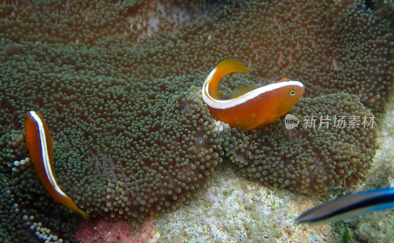 橙色臭鼬小丑鱼(Amphiprion sandaracinos)在他们的海葵中